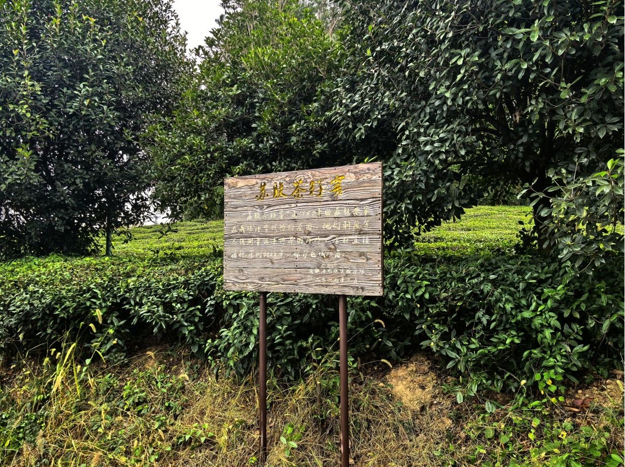 尋根問源 品味徽茶——屯溪實(shí)驗(yàn)茶場開展探尋屯溪綠茶的時光印記活動